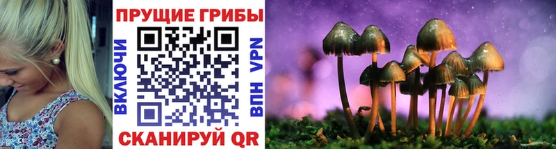 Галлюциногенные грибы Psilocybe  даркнет сайт  blacksprut   Курск 